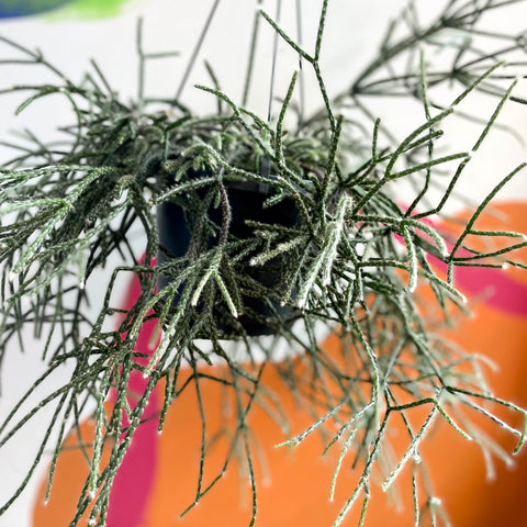 Cactus cola de ratón - Rhipsalis pilocarpa