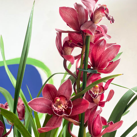 Orquídea Barco - Cymbidium 'Belleza Roja'