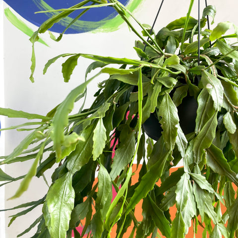 Cactus del bosque - Rhipsalis occidentalis