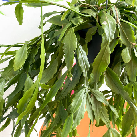 Cactus del bosque - Rhipsalis occidentalis
