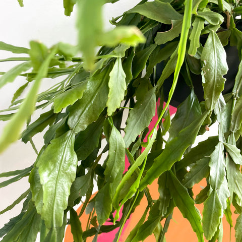 Cactus del bosque - Rhipsalis occidentalis