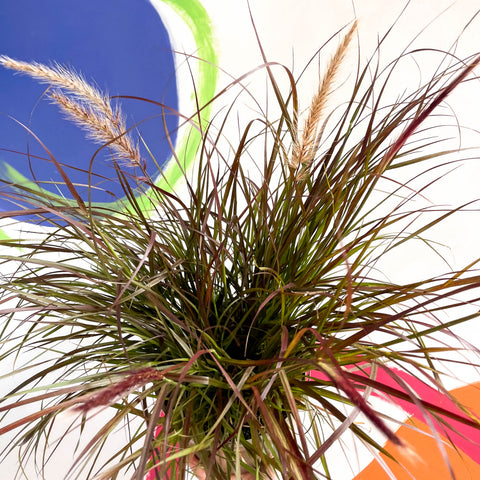 Hierba de fuente púrpura - Pennisetum setaceum 'Rubrum' - Planta perenne cultivada en Cotswold