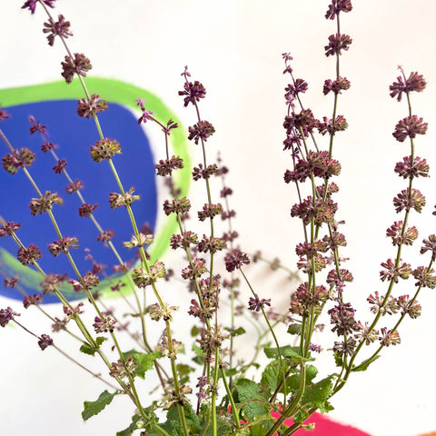 Salvia verticillata 'Purple Rain' - Perenne cultivada en Cotswold