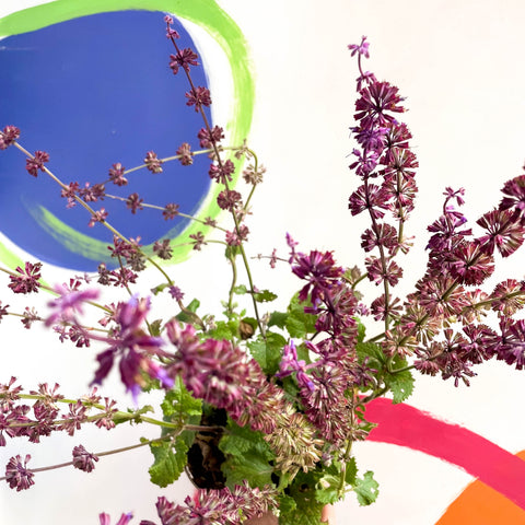 Salvia verticillata 'Purple Rain' - Perenne cultivada en Cotswold