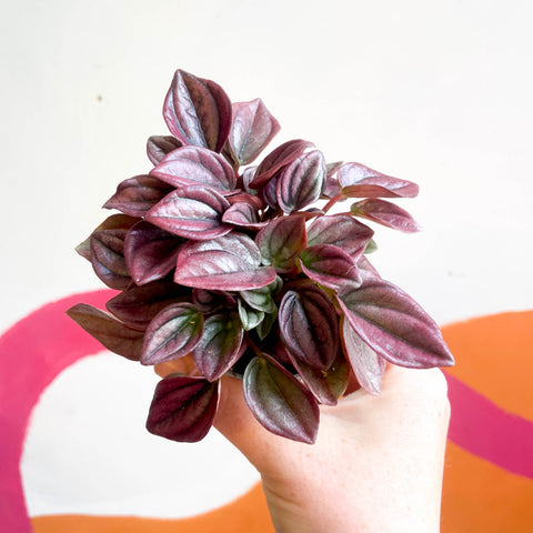 Peperomia caperata 'Cayenne' - Radiator Plant