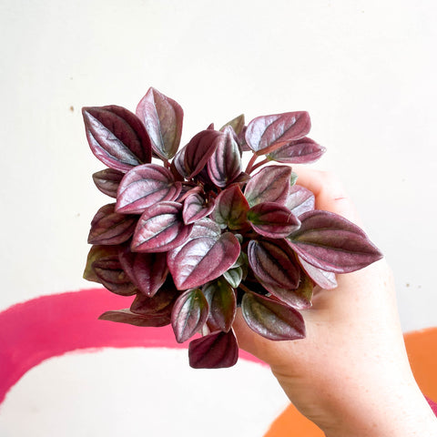Peperomia caperata 'Cayenne' - Radiator Plant