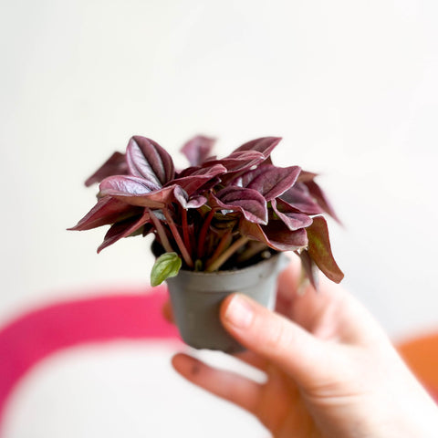 Peperomia caperata 'Cayenne' - Radiator Plant