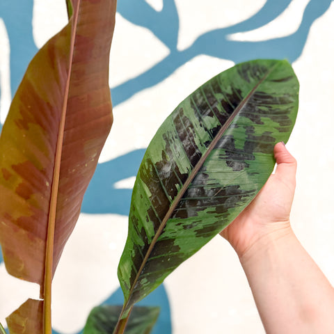 Musa acuminata 'Zebrina' - Blood Banana