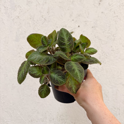 Episcia cupreata 'Neon Surprise' - Green Flame Violet