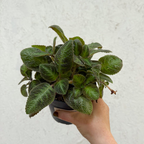 Episcia cupreata 'Neon Surprise' - Green Flame Violet