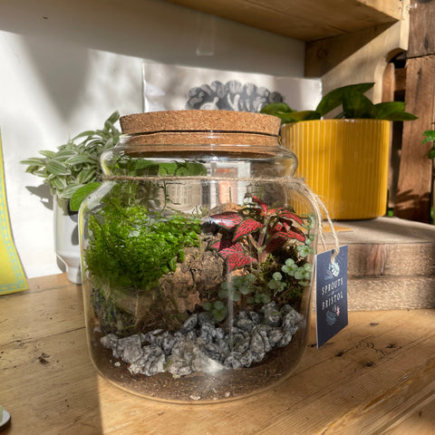 Honey Pot Bioactive Terrarium