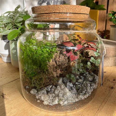 Honey Pot Bioactive Terrarium