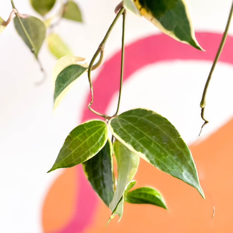 Hoya latifolia 'Variegata'
