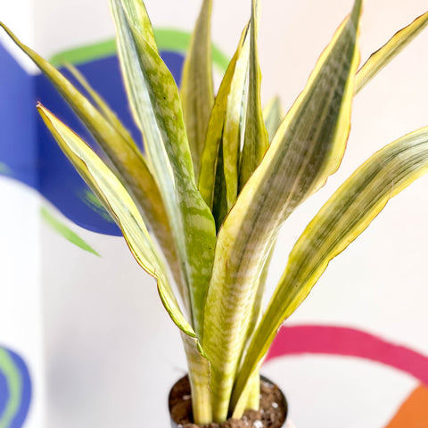 Planta Serpiente - Sansevieria aubrytiana 'Lauren'