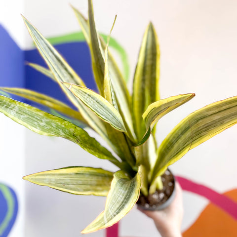 Planta Serpiente - Sansevieria aubrytiana 'Lauren'