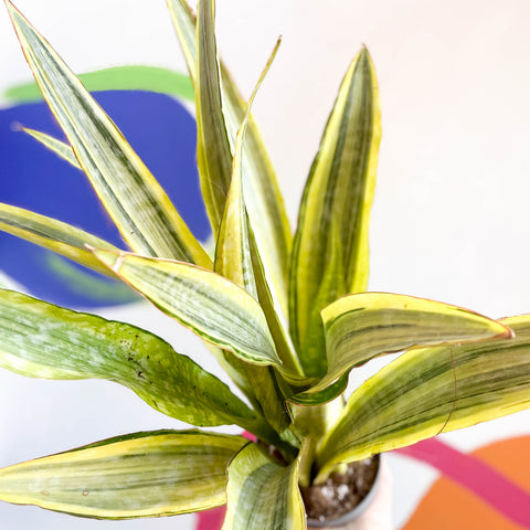 Planta Serpiente - Sansevieria aubrytiana 'Lauren'
