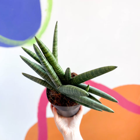 Planta Serpiente Estrella de Mar - Sansevieria cylindrica boncellensis 'Boncel'