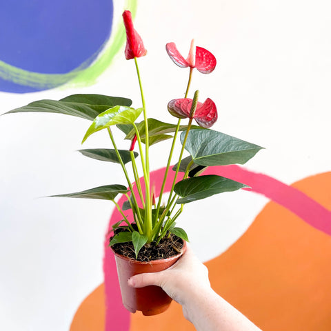 Anthurium andraeanum 'Red Bull' – Große Flamingoblume 'Red Bull'
