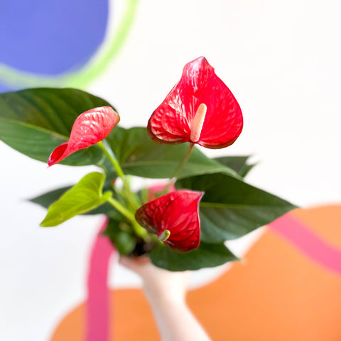 Anthurium andraeanum 'Red Bull' - Red Flamingo Flower