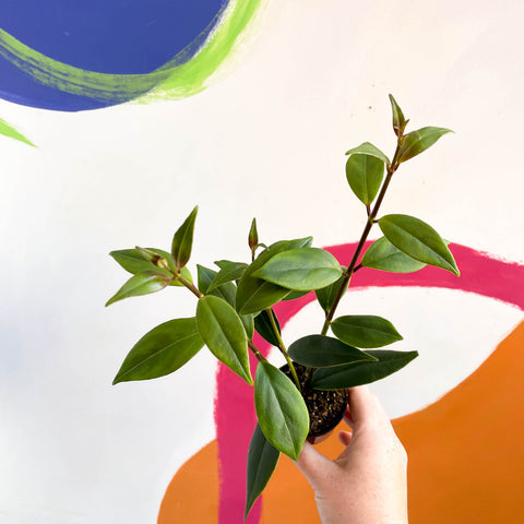 Planta de lápiz labial - Aeschynanthus longicalyx - Cultivado en Gales