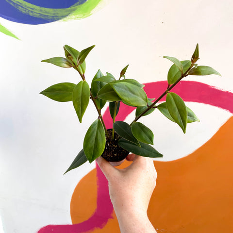 Planta de lápiz labial - Aeschynanthus longicalyx - Cultivado en Gales