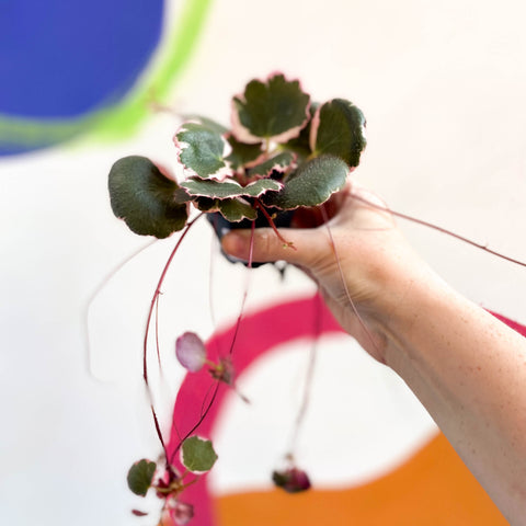 Saxifraga stolonifera 'Tricolor' - Saxífraga Fresa - Cultivada en Gales