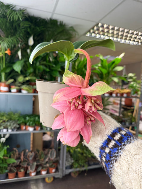 Medinilla magnifica ‘Candy’ – Rosenorchidee