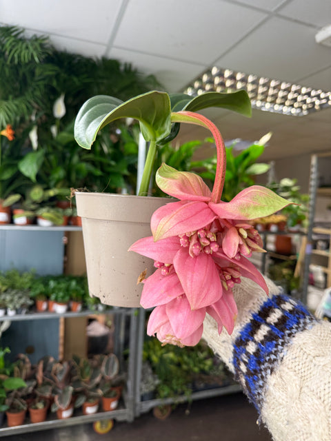 Medinilla magnifica ‘Candy’ – Rosenorchidee