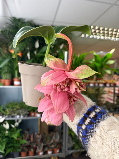 Medinilla magnifica ‘Candy’ – Rosenorchidee