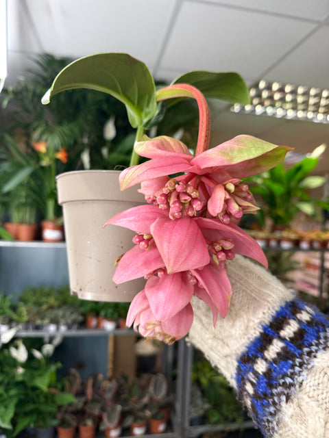 Medinilla magnifica ‘Candy’ – Rosenorchidee