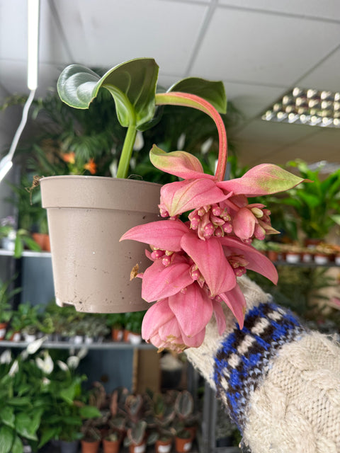 Medinilla magnifica ‘Candy’ – Rosenorchidee