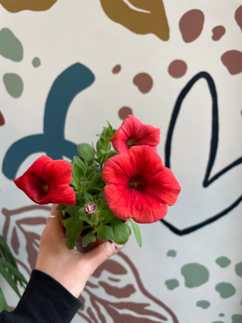 Petunia 'Sanguna Red' - Britische Züchtung