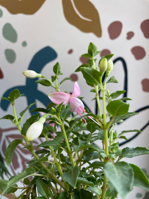 Fuchsie 'Diva Pink Pearl' - Britische Züchtung