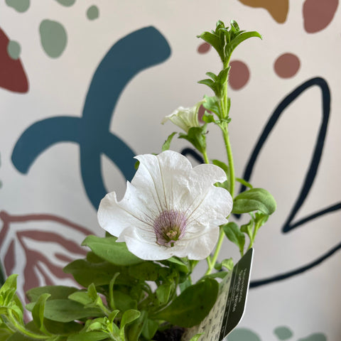 Petunia 'Surfinia White' - British Grown