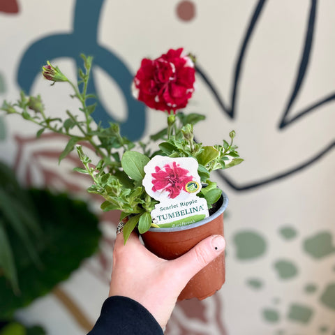 Petunia ‘Scarlet Ripple Tumbelina’ – British Grown