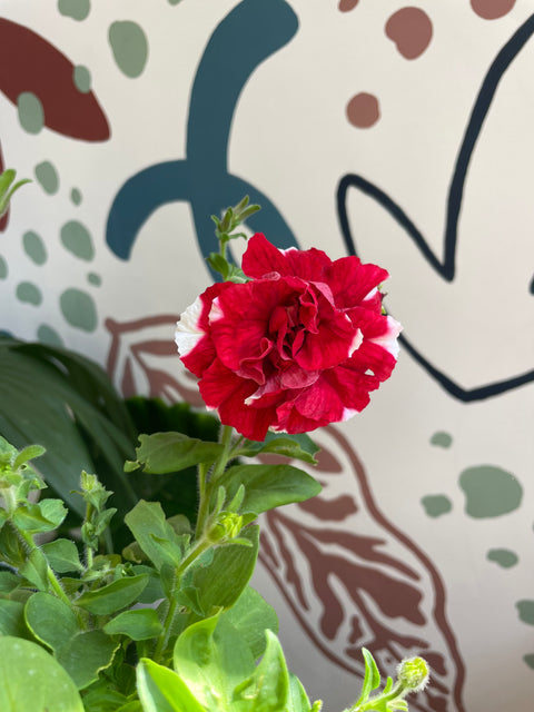 Petunia ‘Scarlet Ripple Tumbelina’ – British Grown