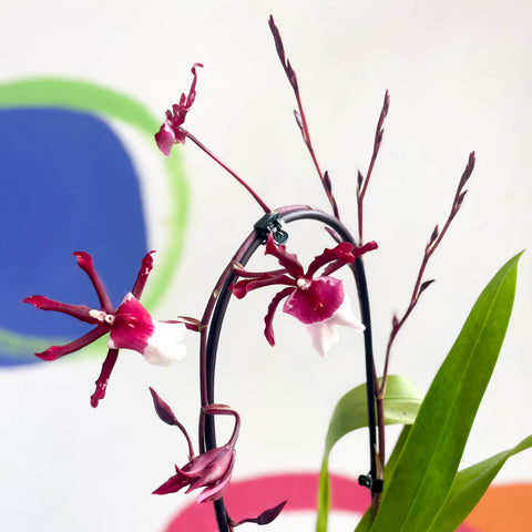xColmanara - Orquídea Cambria Rojo Oscuro y Blanca