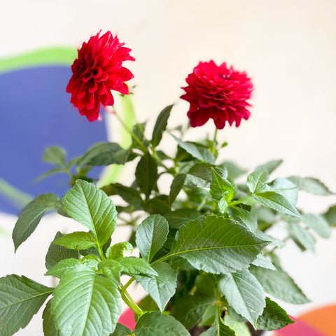 Dalia 'Gallery Blood Red' - Cultivada en Reino Unido