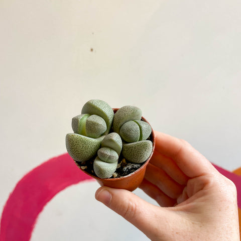 Pleiospilos nelii - Gesprenkelter Stein