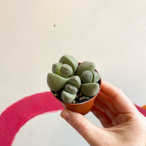 Pleiospilos nelii - Gesprenkelter Stein
