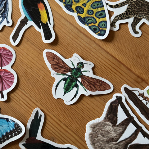 Orchid Bee Amazon Wildlife Vinyl Sticker [Beneath the Canopy RHS Collab]