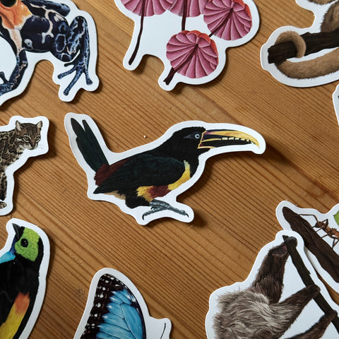 Toucan Amazon Wildlife Vinyl Sticker [Beneath the Canopy RHS Collab]