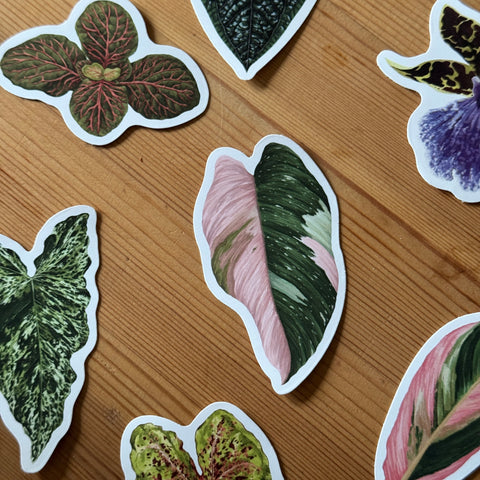 Philodendron ‘Pink Princess’ Tropical Houseplant Vinyl Sticker [Beneath the Canopy RHS Collab]