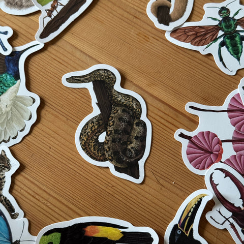 Snake Wildlife Vinyl Sticker [Beneath the Canopy RHS Collab]