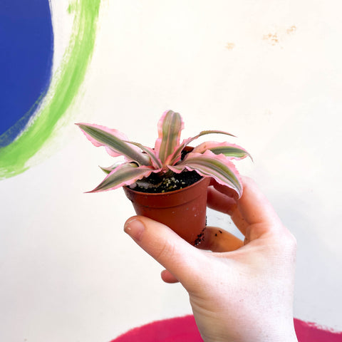 Cryptanthus bivittatus 'Pink Starlight' - Planta Estrella de Tierra