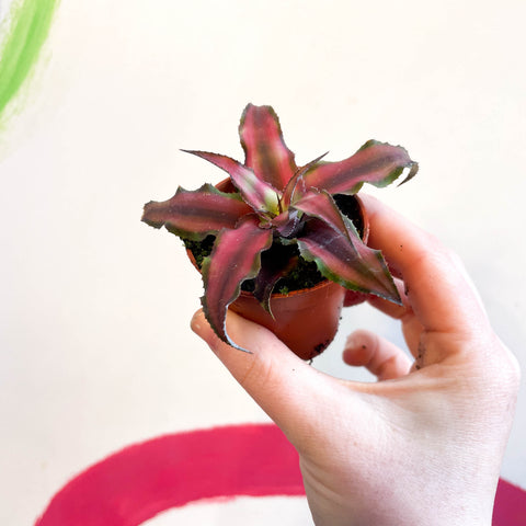 Cryptanthus bivittatus 'Chilli Pepper' - Erdstern-Pflanze