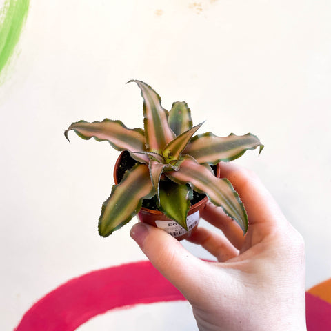 Cryptanthus bivittatus 'Chocolate Soldier' - Planta Estrella de Tierra