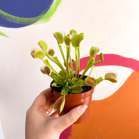 Dionaea muscipula - Atrapamoscas de Venus