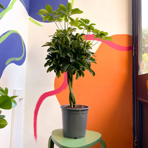 Schefflera arboricola 'Nora' – Strahlenaralie