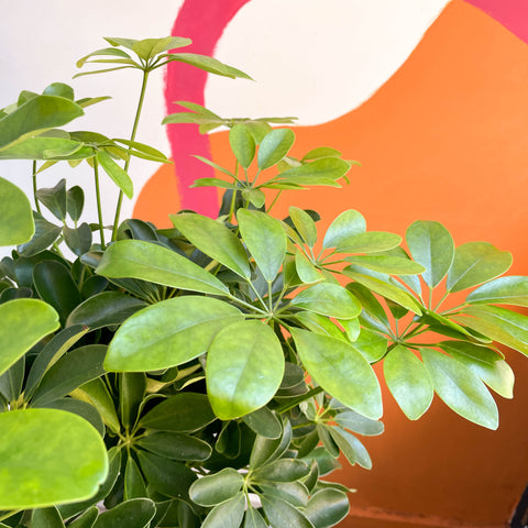Schefflera arboricola 'Nora' – Strahlenaralie